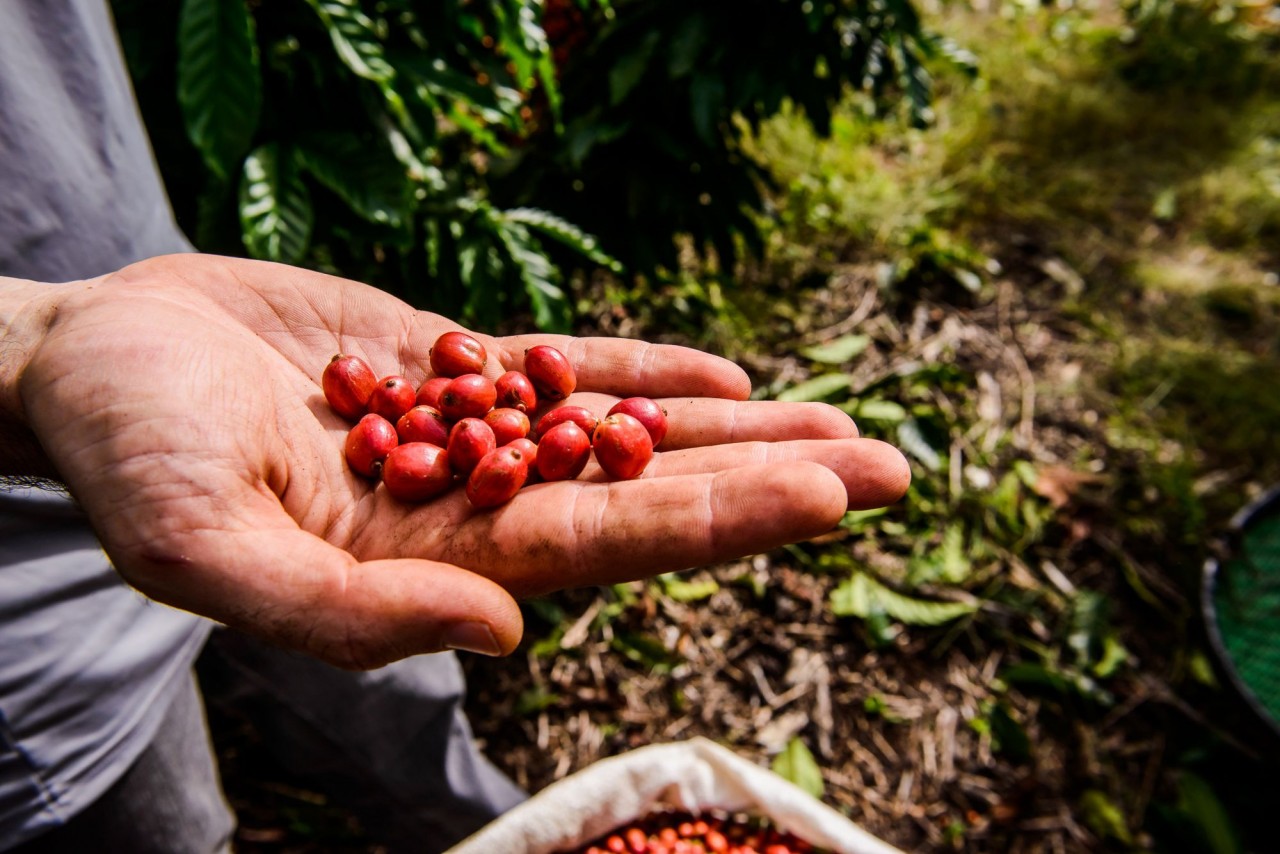 Mercado do café arábica é destaque em encontro no Ifes