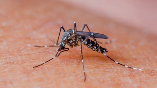 Combate ao Aedes aegypti: dicas de prevenção