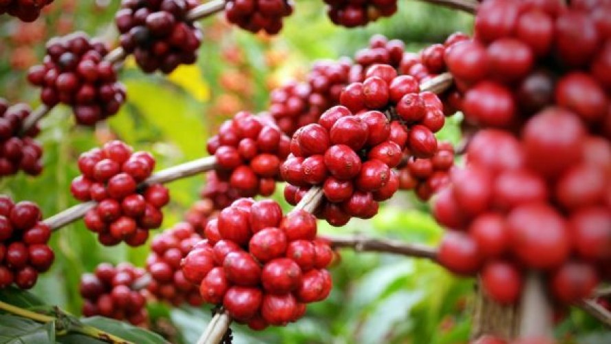 Produção de café arábica