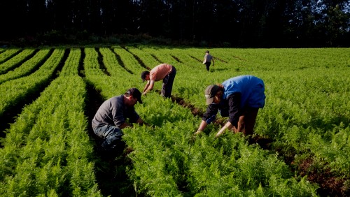Agricultores familiares vendem R$ 58 mi a órgãos públicos Agricultores familiares vendem R$ 58 mi a órgãos públicos