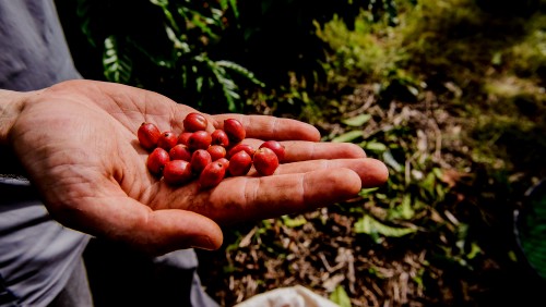 Mercado do café arábica é destaque em encontro no Ifes