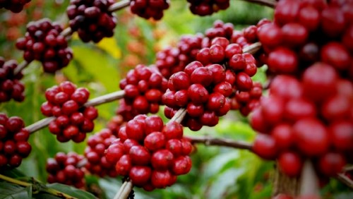 Premiação para contribuintes e produtores de café Premiação para contribuintes e produtores de café