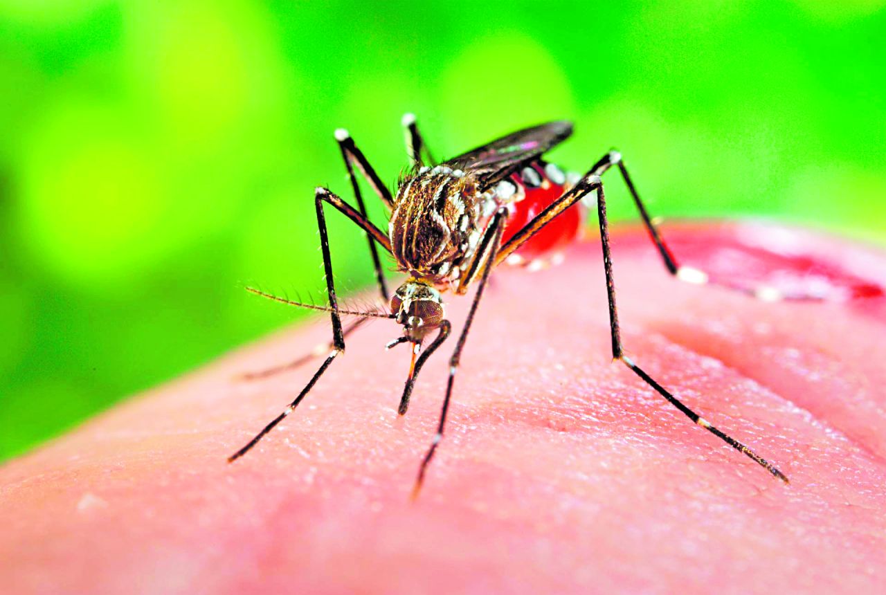 Dengue: moradores e poder público em alerta Dengue: moradores e poder público em alerta