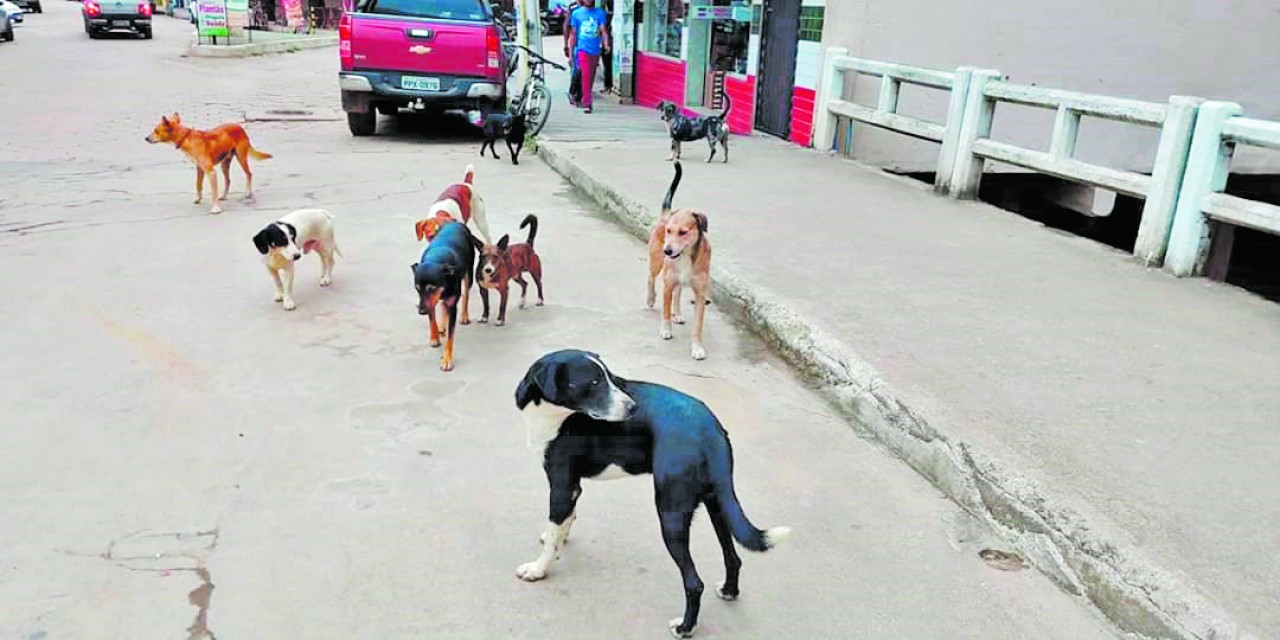 Cães de rua