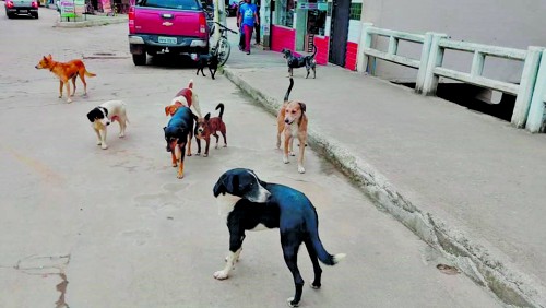 Cães de rua Cães de rua